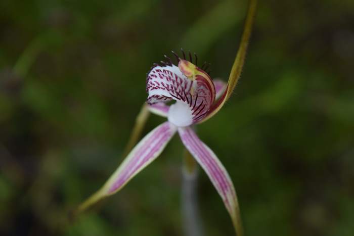 Caladenia - Orchid-spider-0023.JPG